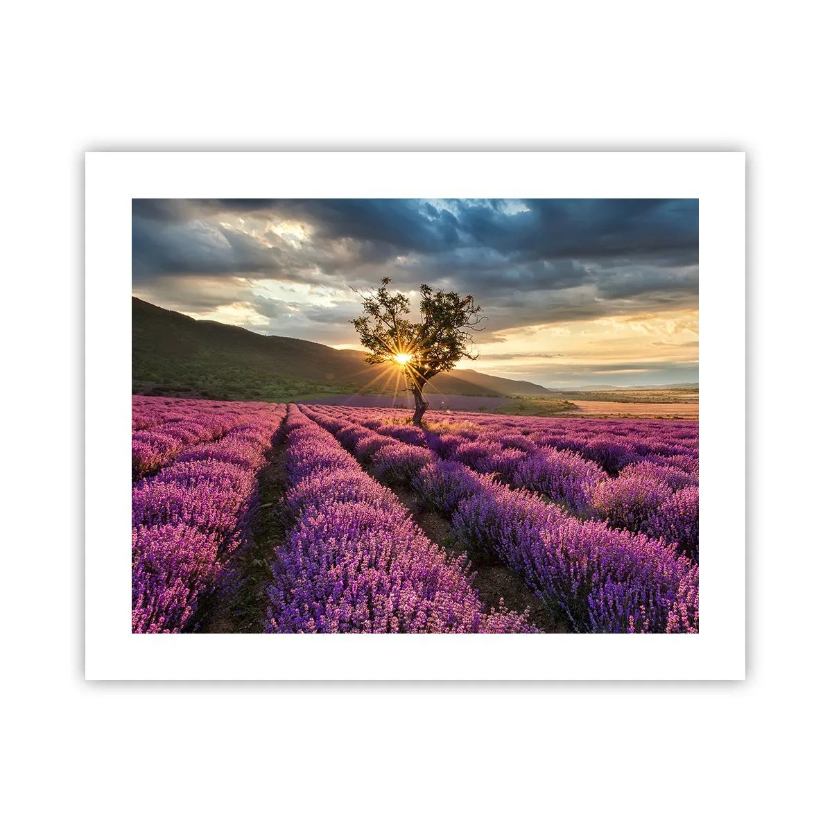 Plakat - Aromat w kolorze lila - 50x40 cm