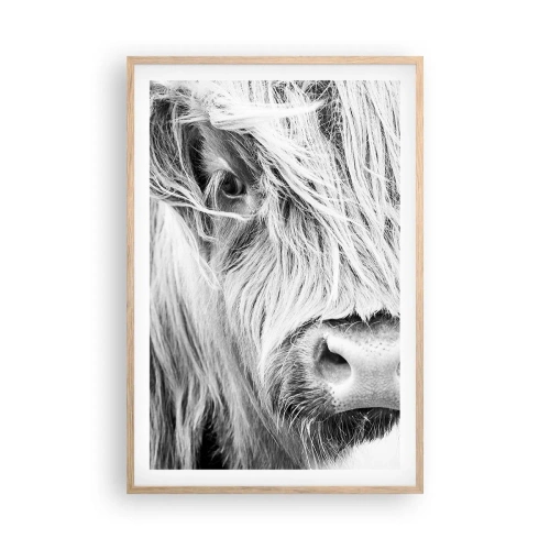 Plakat w ramie jasny dąb - Szkocka dzikość - 61x91 cm