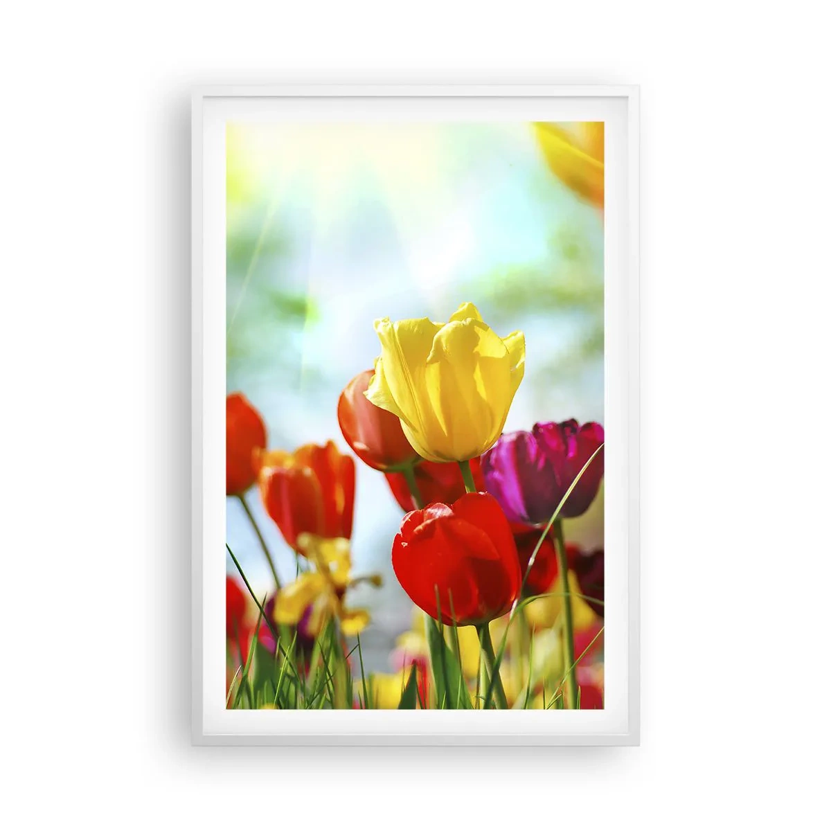 Plakat w białej ramie - Wszystkie barwy słońca - 61x91 cm