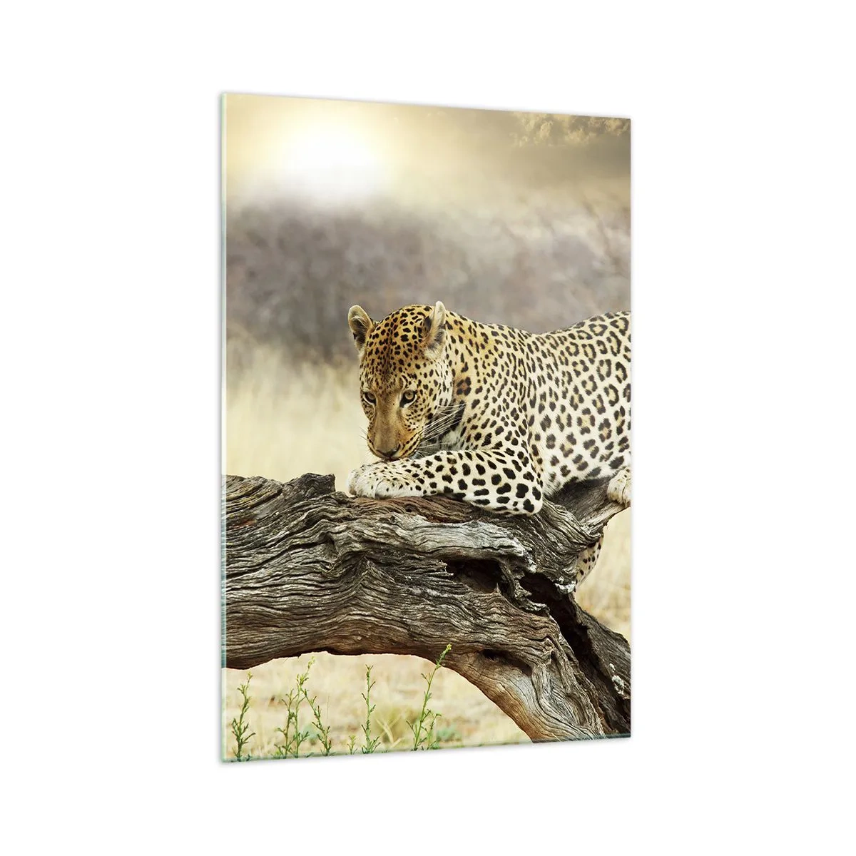 Obraz na szkle - Leopard odpoczywający na pniu wśród sawanny - 70x100cm - Chadzam własnymi drogami - Nowoczesna dekoracja ścienna do salonu i sypialni ARTTOR