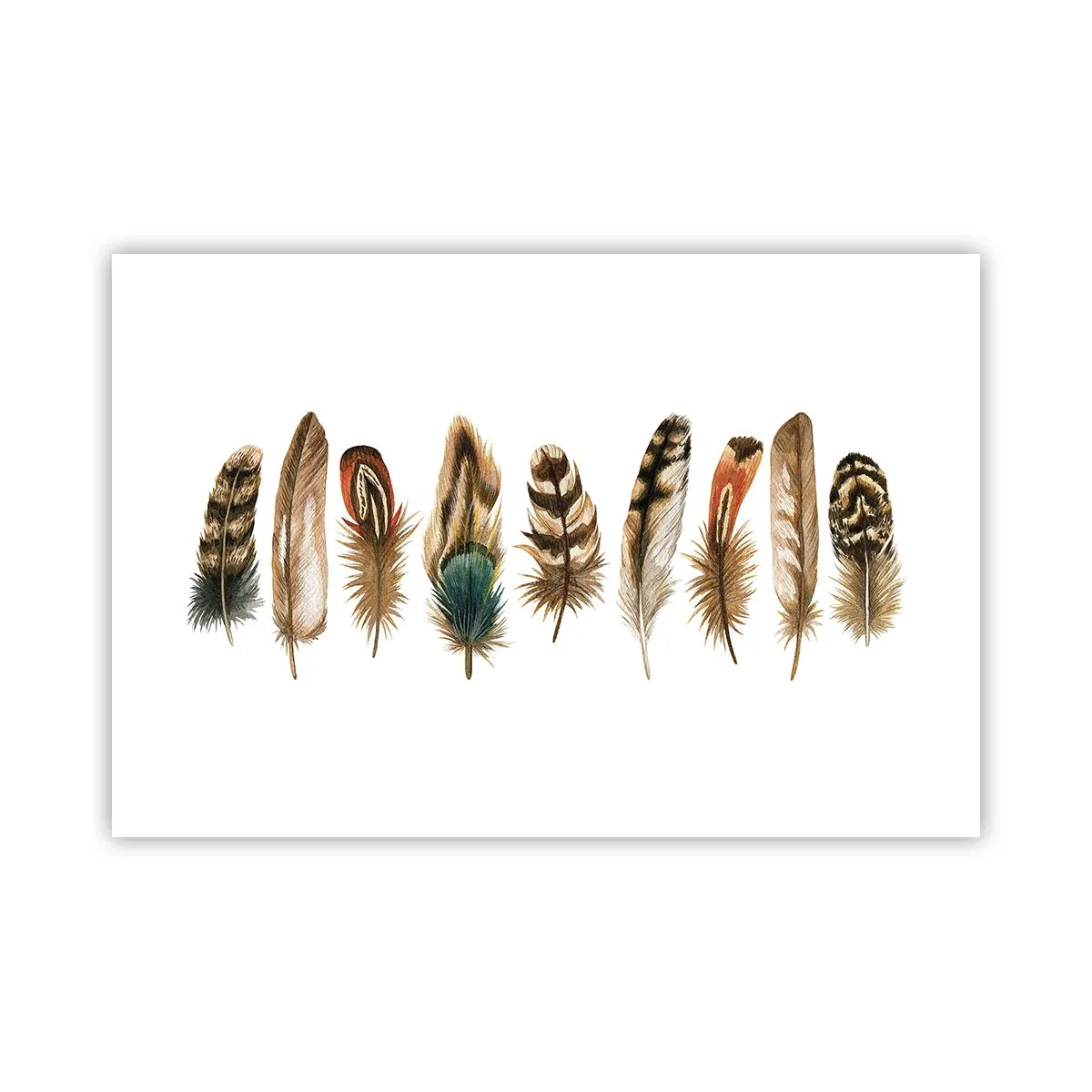 Plakat - Pierzasta wariacja - 91x61 cm
