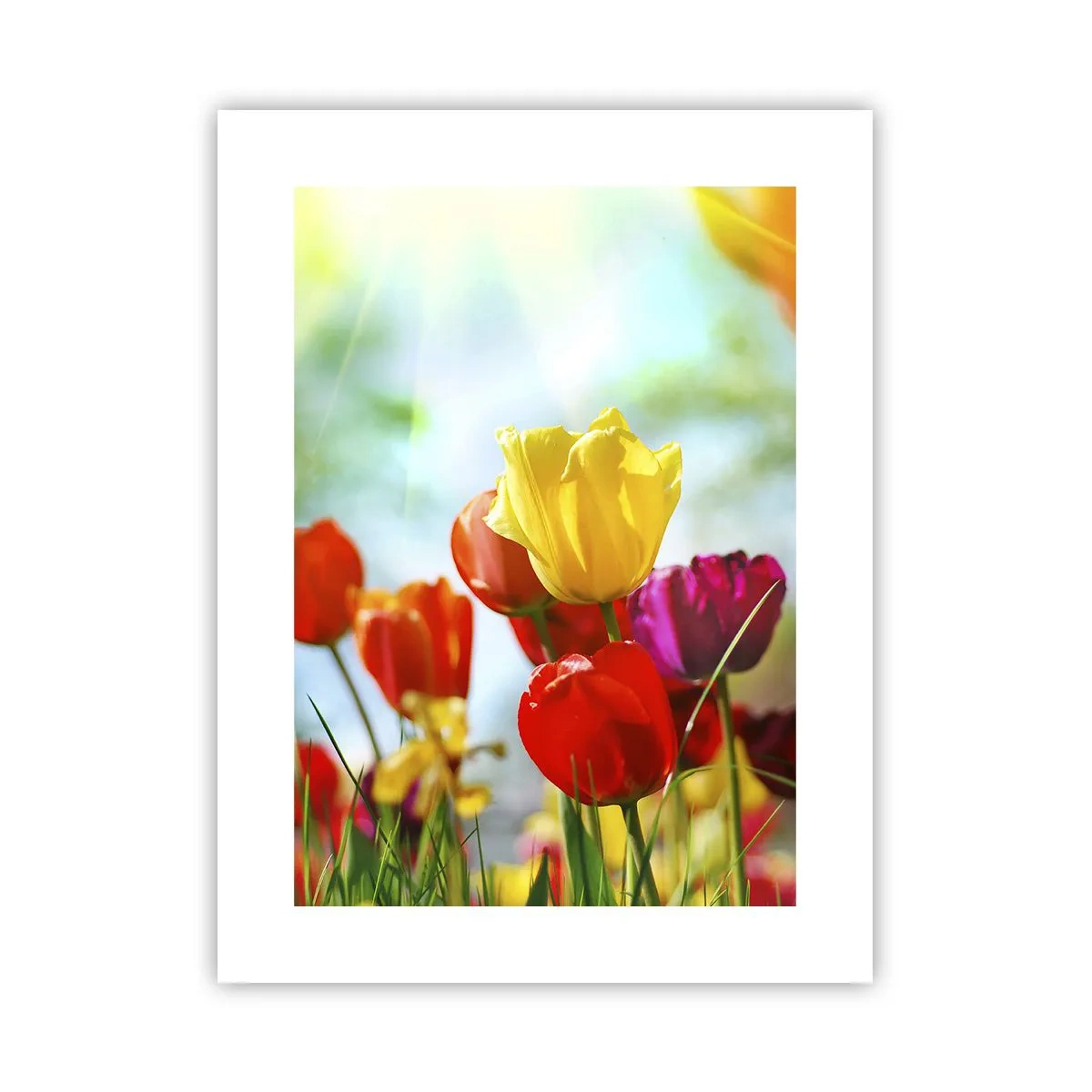 Plakat - Wszystkie barwy słońca - 30x40 cm