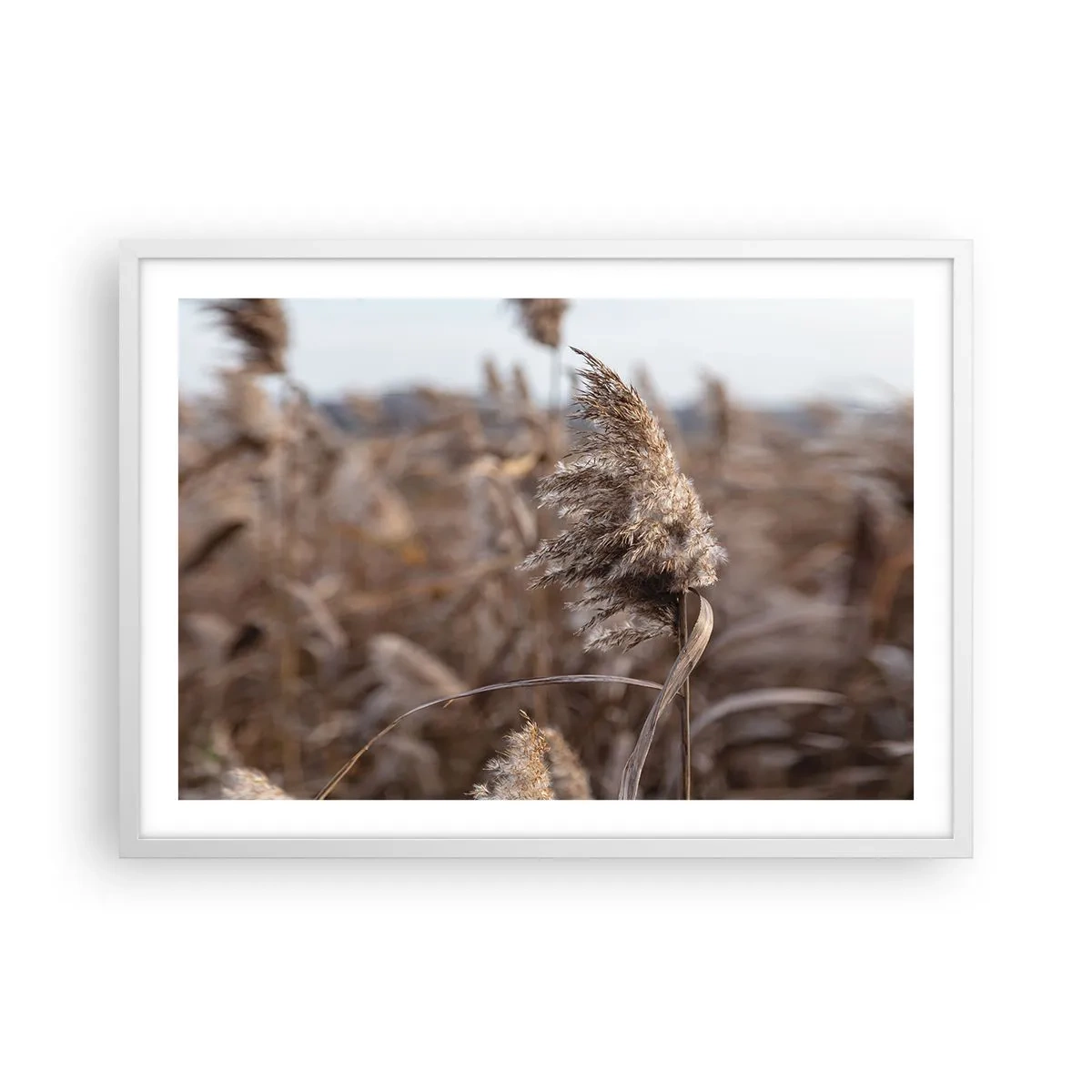 Plakat w białej ramie - Czas odlecieć z wiatrem - 70x50 cm