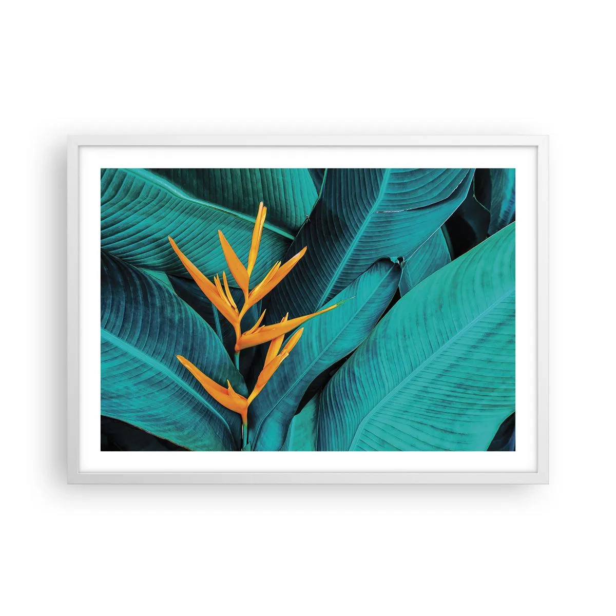 Plakat w białej ramie - Kwiat Edenu - 70x50 cm