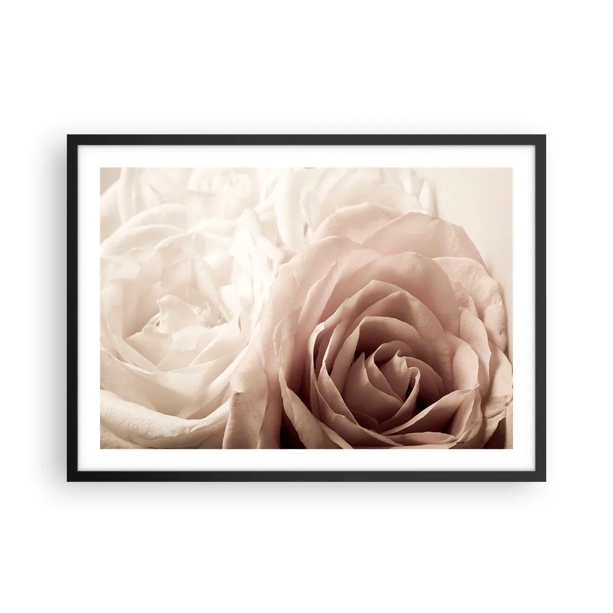 Plakat w czarnej ramie - Delikatne róże w pastelowych odcieniach beżu - 70x50cm - W sercu róży - Nowoczesna dekoracja ścienna do salonu i sypialni ARTTOR