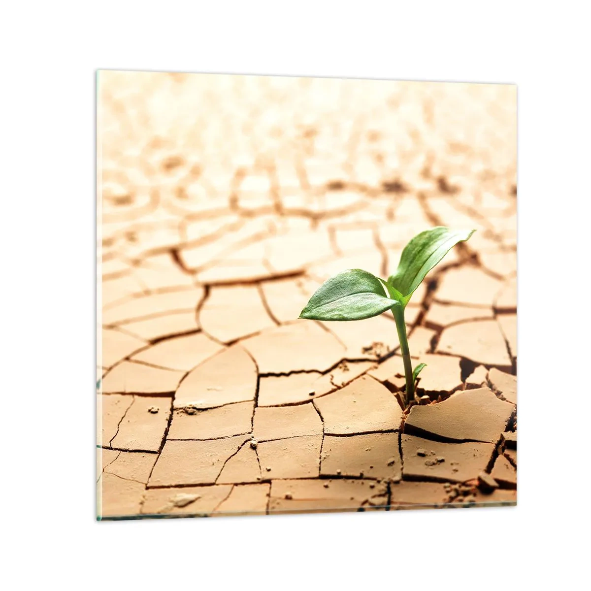 Obraz na szkle - Nieposkromiona siła życia - 40x40 cm