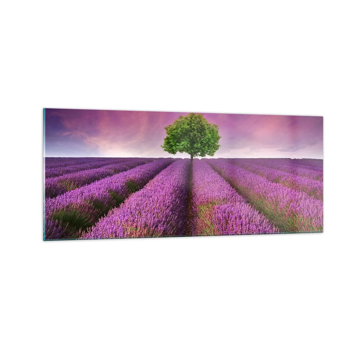 Obraz na szkle - Na lawendowych polach - 100x40 cm