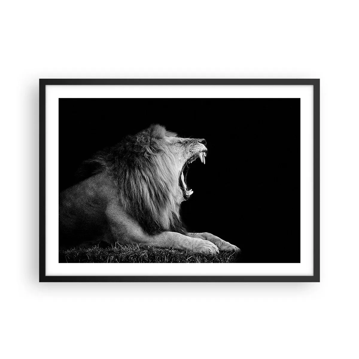 Plakat w czarnej ramie - Ryczący lew na czarnym tle w czarno-białej tonacji - 70x50cm - Bez żadnych wątpliwości - Nowoczesna dekoracja ścienna do salonu i sypialni ARTTOR