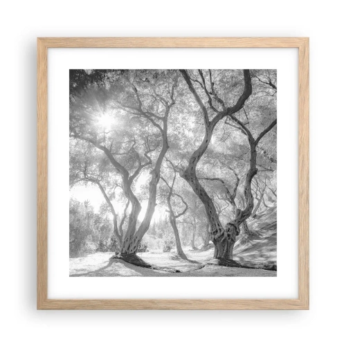 Plakat w ramie jasny dąb - W oliwnym gaju - 40x40 cm