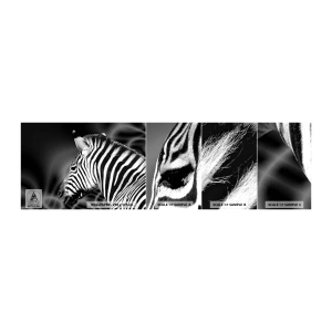 Fototapeta Próbka Samoprzylepna Deluxe Sticker - Białe jest białe, a czarne jest czarne - Zebra, Czarno-Biały, Zwierzęta - 100x30 cm