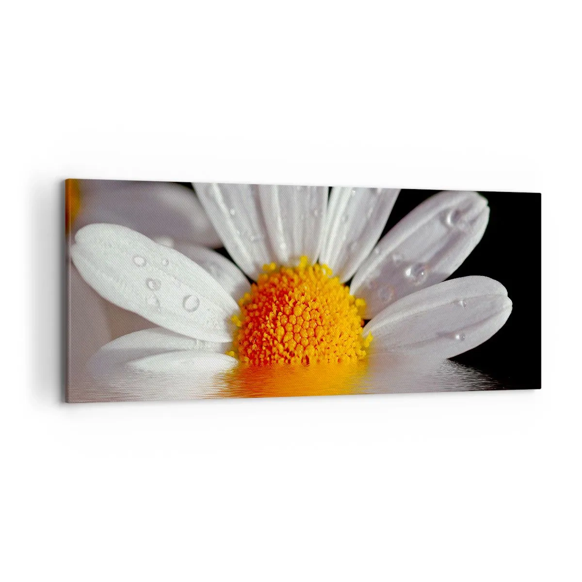 Obraz na płótnie - Biała stokrotka z kroplami wody zanurzona w odbiciu na wodzie - 120x50cm - Wschodzące słońce margaretki - Nowoczesna dekoracja ścienna do salonu i sypialni ARTTOR