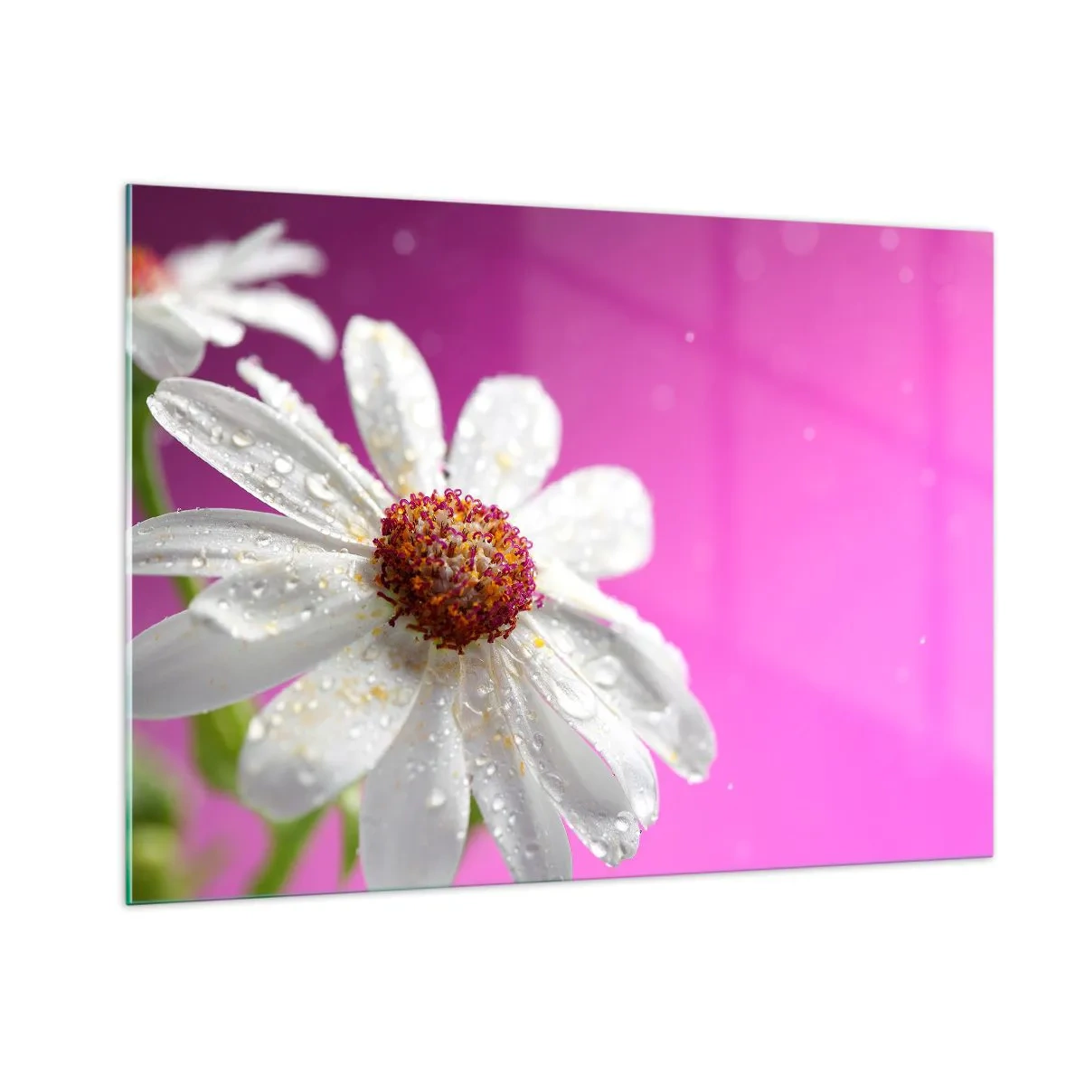 Obraz na szkle - Makrofotografia białego kwiatu z kroplami rosy na tle różu - 100x70cm - Skromny w swojej urodzie - Nowoczesna dekoracja ścienna do salonu, kuchni i sypialni ARTTOR