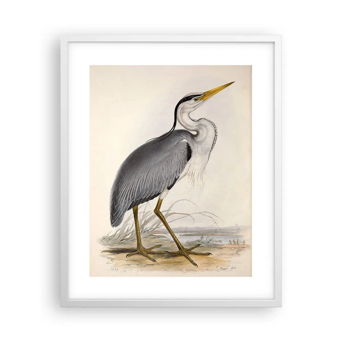 Plakat w białej ramie - Czapli wdzięk - 40x50 cm