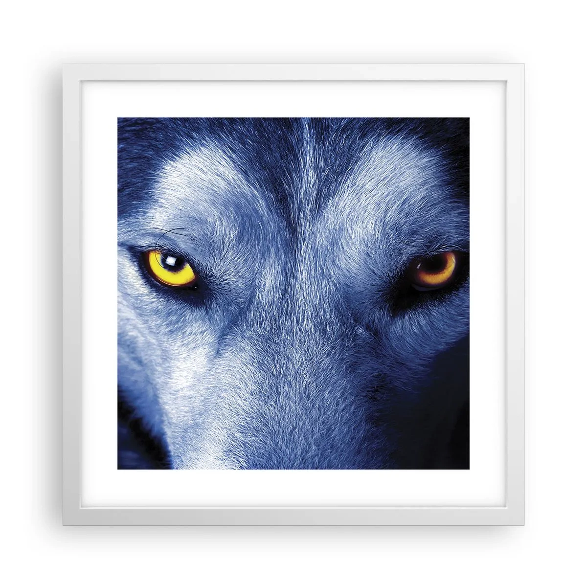 Plakat w białej ramie - Hipnotyzujące spojrzenie - 40x40 cm