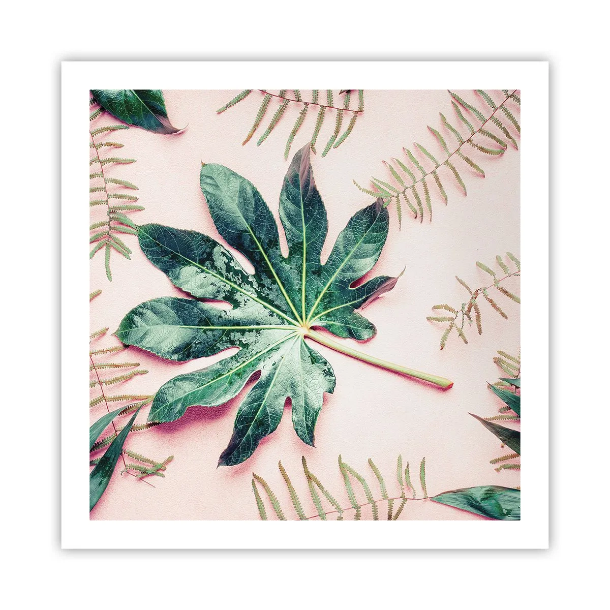 Plakat - Studium zieleni na różowym tle - 60x60 cm