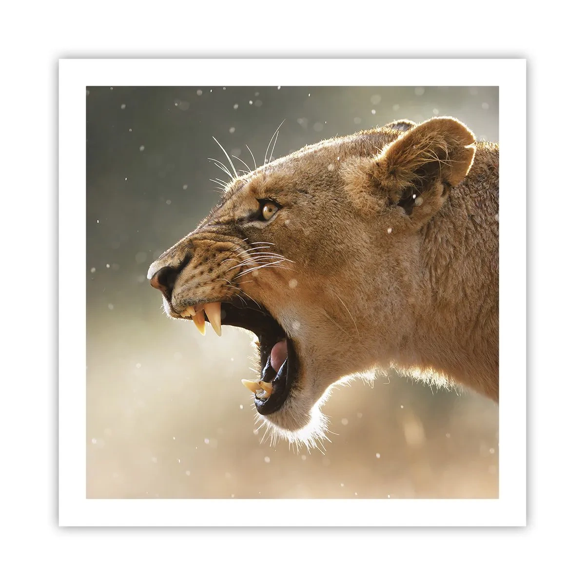 Plakat - Spróbuj nie posłuchać - 60x60 cm