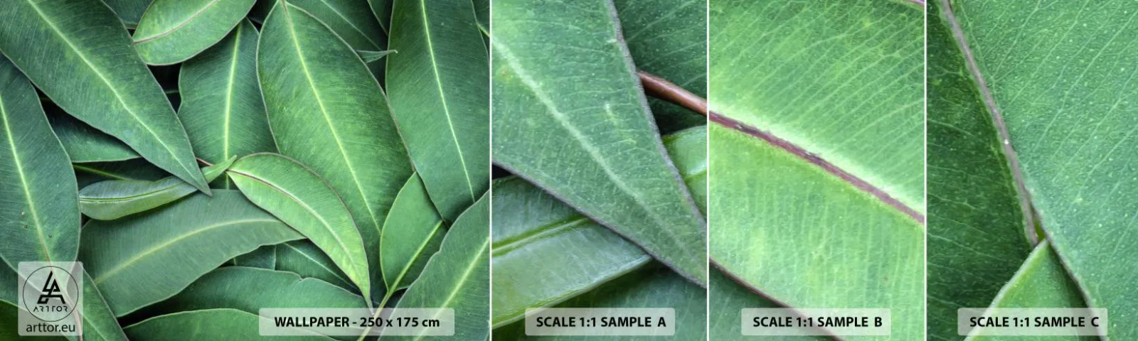 Fototapeta Próbka Samoprzylepna Deluxe Sticker - Soczyste i świeże - Liście, Eukaliptus, Natura - 100x30 cm