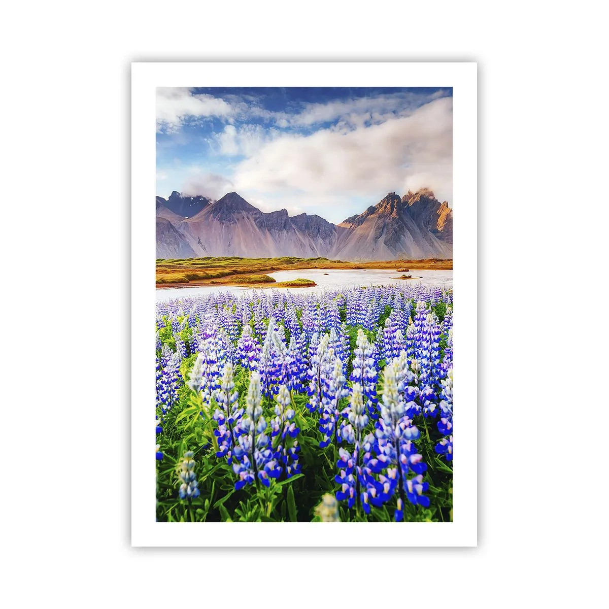 Plakat - Pole łubinów z górami w tle - 50x70cm - Siła i surowość obok łagodności - Nowoczesna dekoracja ścienna do salonu, kuchni i sypialni ARTTOR
