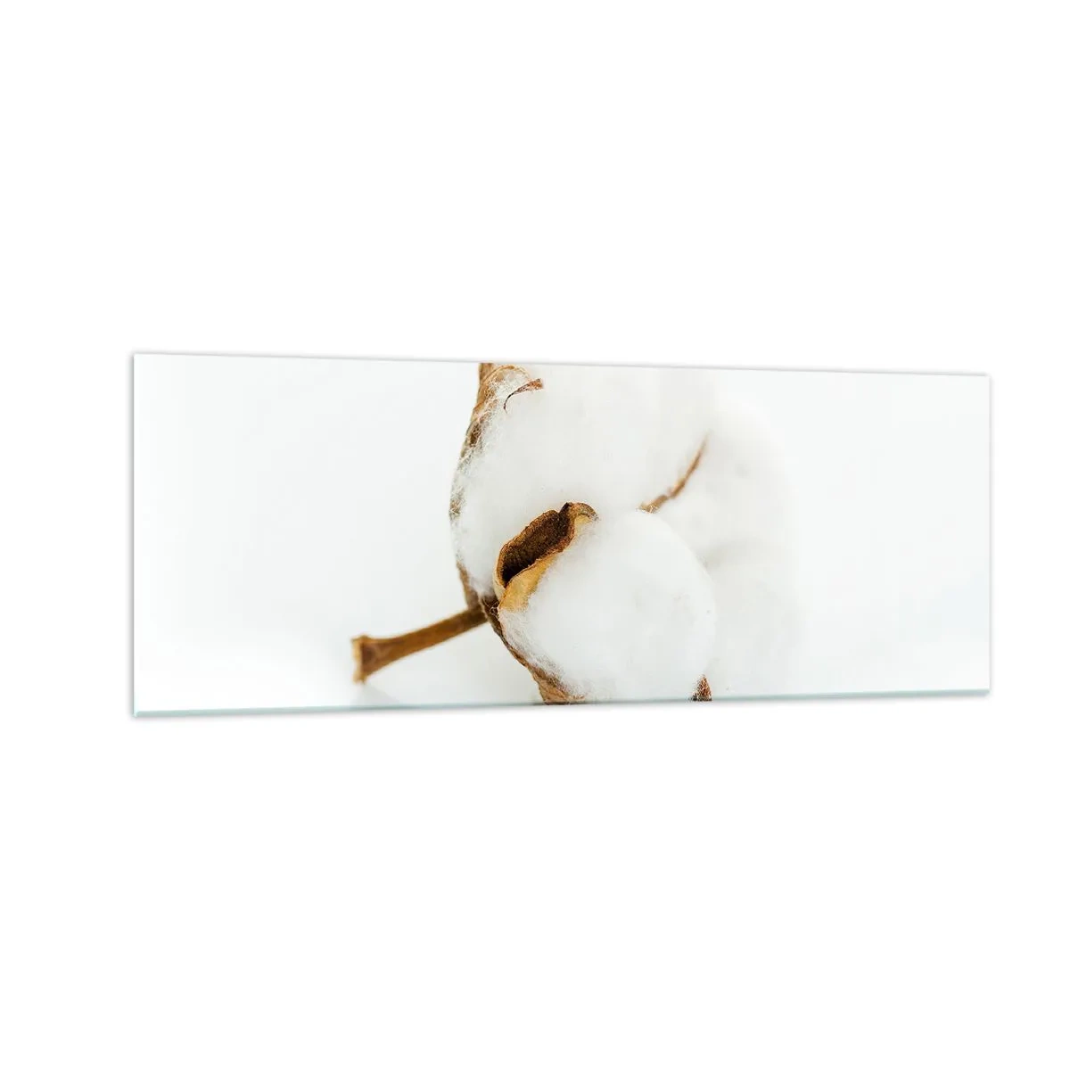 Obraz na szkle - Gałązka bawełny na jasnym tle w minimalistycznym ujęciu - 140x50cm - Miękka z natury - Nowoczesna dekoracja ścienna do salonu i sypialni ARTTOR