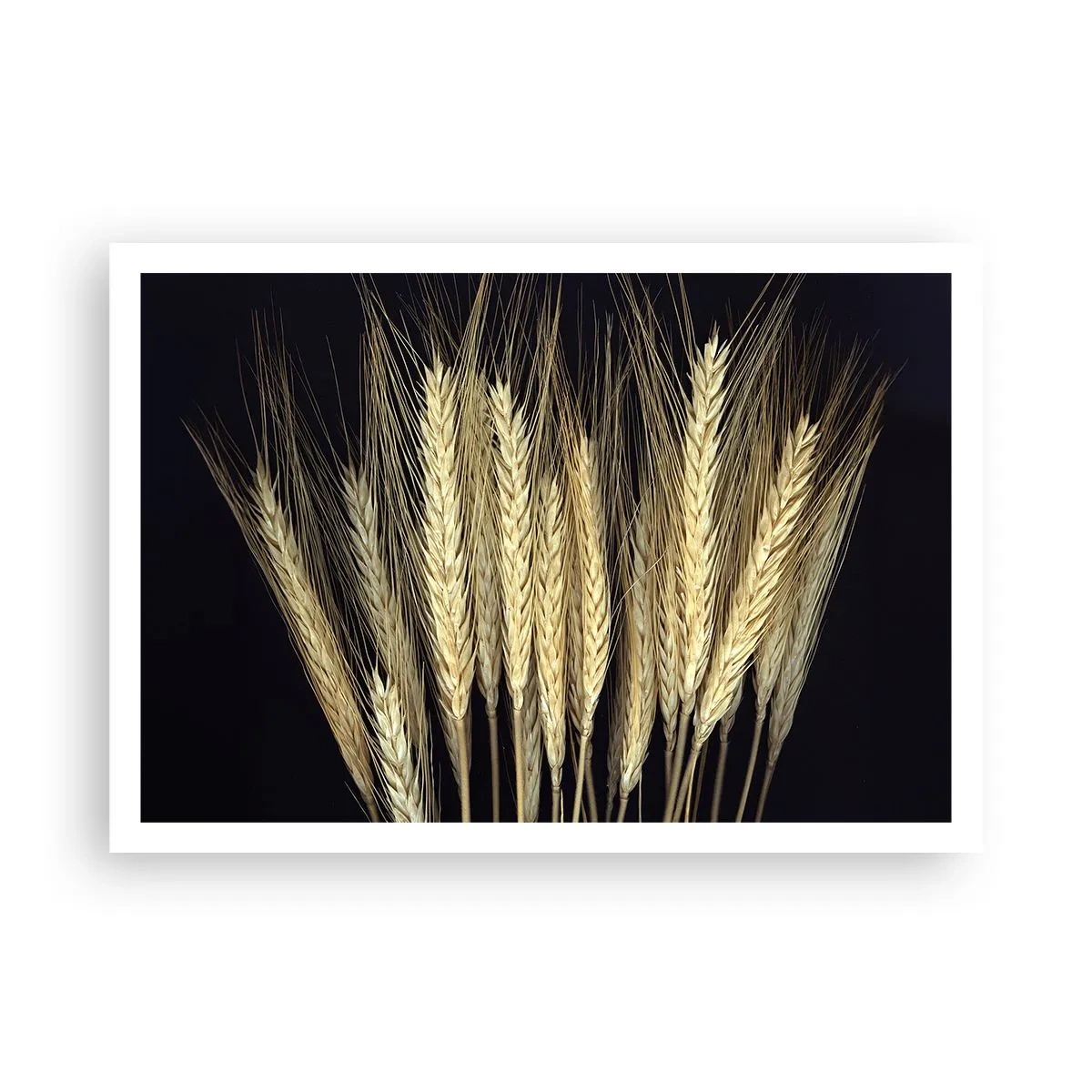 Plakat - Kłosy pszenicy na czarnym tle w rustykalnym stylu - 100x70cm - Rustykalna magia - Nowoczesna dekoracja ścienna do salonu i sypialni ARTTOR
