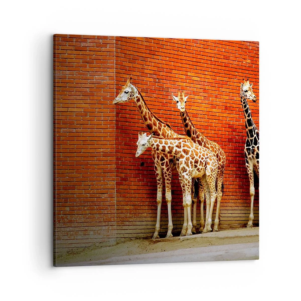 Obraz na płótnie - Widzicie jakąś akację? - 50x50 cm