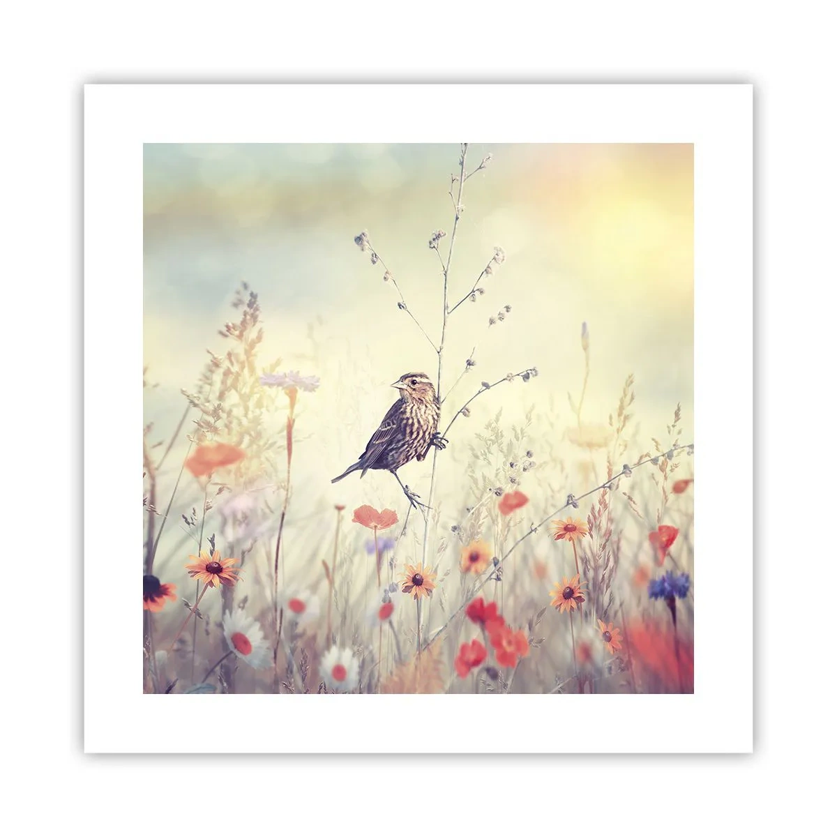 Plakat - Ptasi portret z łąką w tle - 40x40 cm