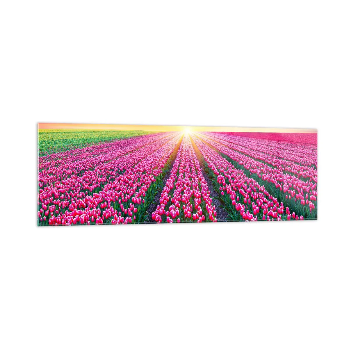 Obraz na szkle - Pole tulipanów o zachodzie słońca - 160x50cm - Farma piękności - Nowoczesna dekoracja ścienna do salonu i sypialni ARTTOR