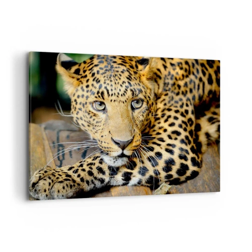 Obraz na płótnie - Portret lamparta w naturalnym otoczeniu - 100x70cm - Nie bój się, podejdź - Nowoczesna dekoracja ścienna do salonu, kuchni i sypialni ARTTOR