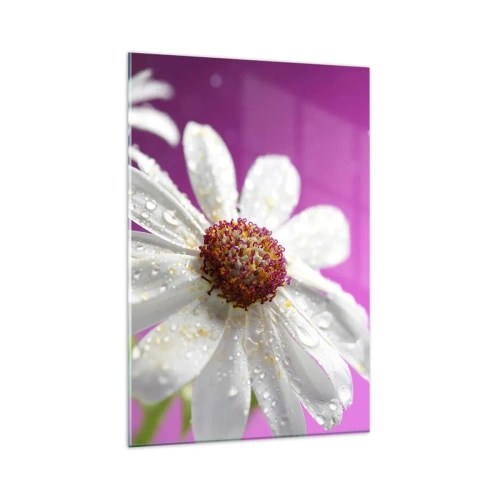 Obraz na szkle - Biała stokrotka pokryta kroplami wody na różowym tle - 80x120cm - Skromny w swojej urodzie - Nowoczesna dekoracja ścienna do salonu i sypialni ARTTOR