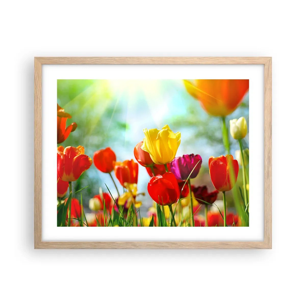 Plakat w ramie jasny dąb - Wszystkie barwy słońca - 50x40 cm