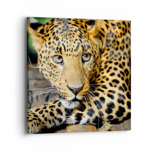 Obraz na płótnie - Nie bój się, podejdź - 40x40 cm