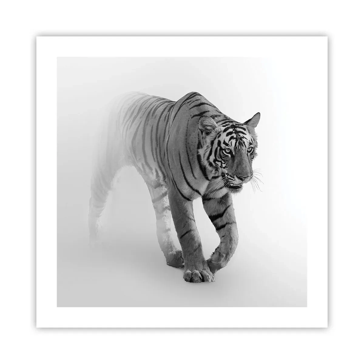 Plakat - Przyczajony we mgle - 50x50 cm