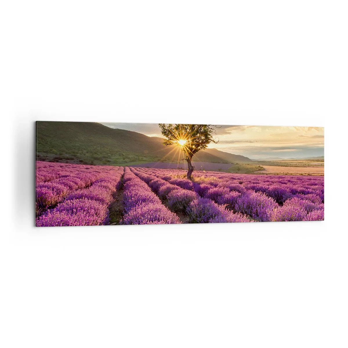 Obraz na płótnie - Pole lawendy z samotnym drzewem o zachodzie słońca - 160x50cm - Aromat w kolorze lila - Nowoczesna dekoracja ścienna do salonu i sypialni ARTTOR