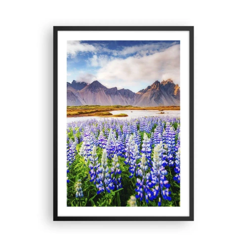 Plakat w czarnej ramie - Pole łubinów z górami w tle - 50x70cm - Siła i surowość obok łagodności - Nowoczesna dekoracja ścienna do salonu i sypialni ARTTOR