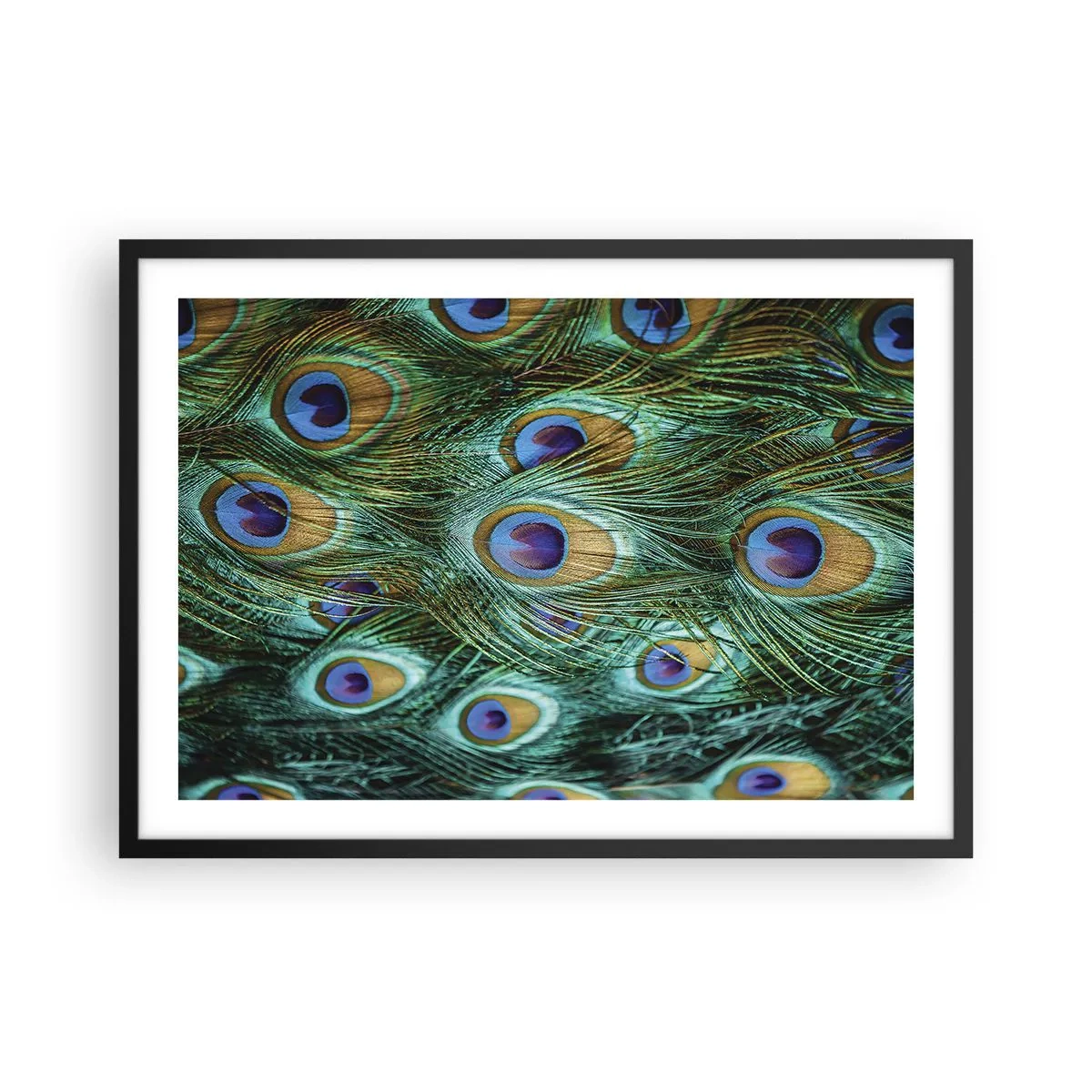 Plakat w czarnej ramie - Detale pawich piór w soczystych kolorach - 70x50cm - Pawiookie spojrzenie - Nowoczesna dekoracja ścienna do salonu i sypialni ARTTOR