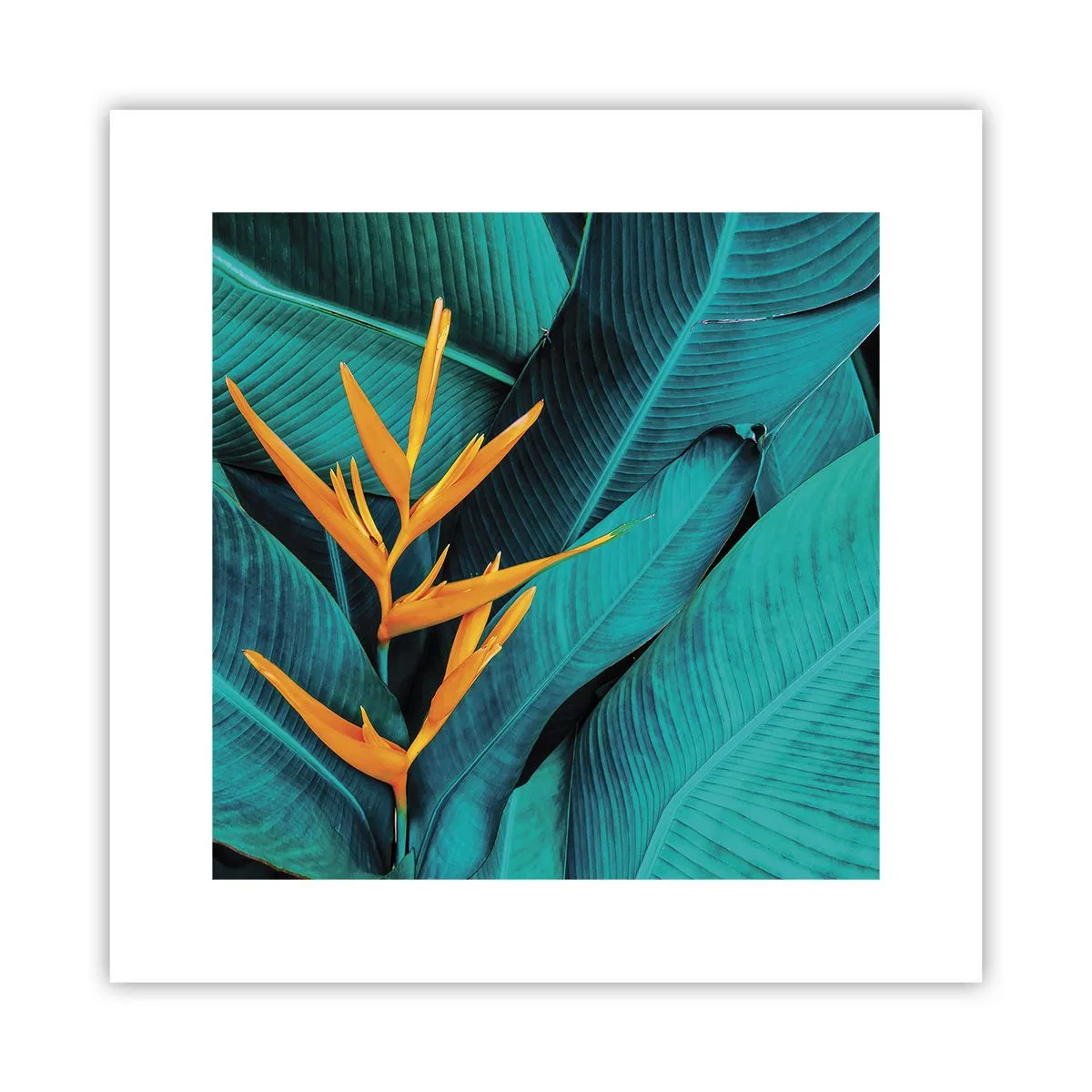 Plakat - Kwiat Edenu - 30x30 cm