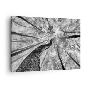 Obraz na płótnie - Perspektywa drzew w lesie widzianych od dołu w odcieniach szarości - 70x50cm - Wyścig do światła - Nowoczesna dekoracja ścienna do salonu i sypialni ARTTOR