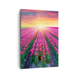 Obraz na płótnie - Pole różowych tulipanów o zachodzie słońca - 50x70cm - Farma piękności - Nowoczesna dekoracja ścienna do salonu, kuchni i sypialni ARTTOR