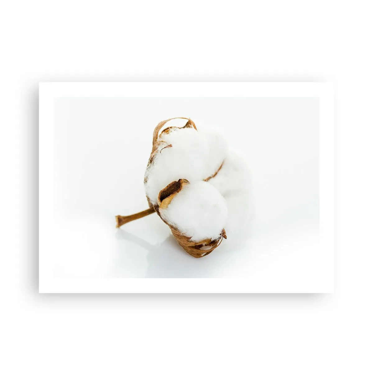 Plakat - Miękka z natury - 70x50 cm