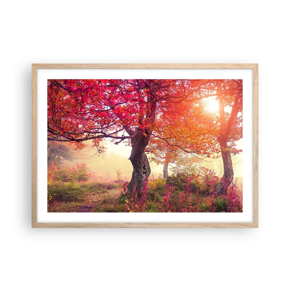 Plakat w ramie jasny dąb - Szał rozkwitu - 70x50 cm