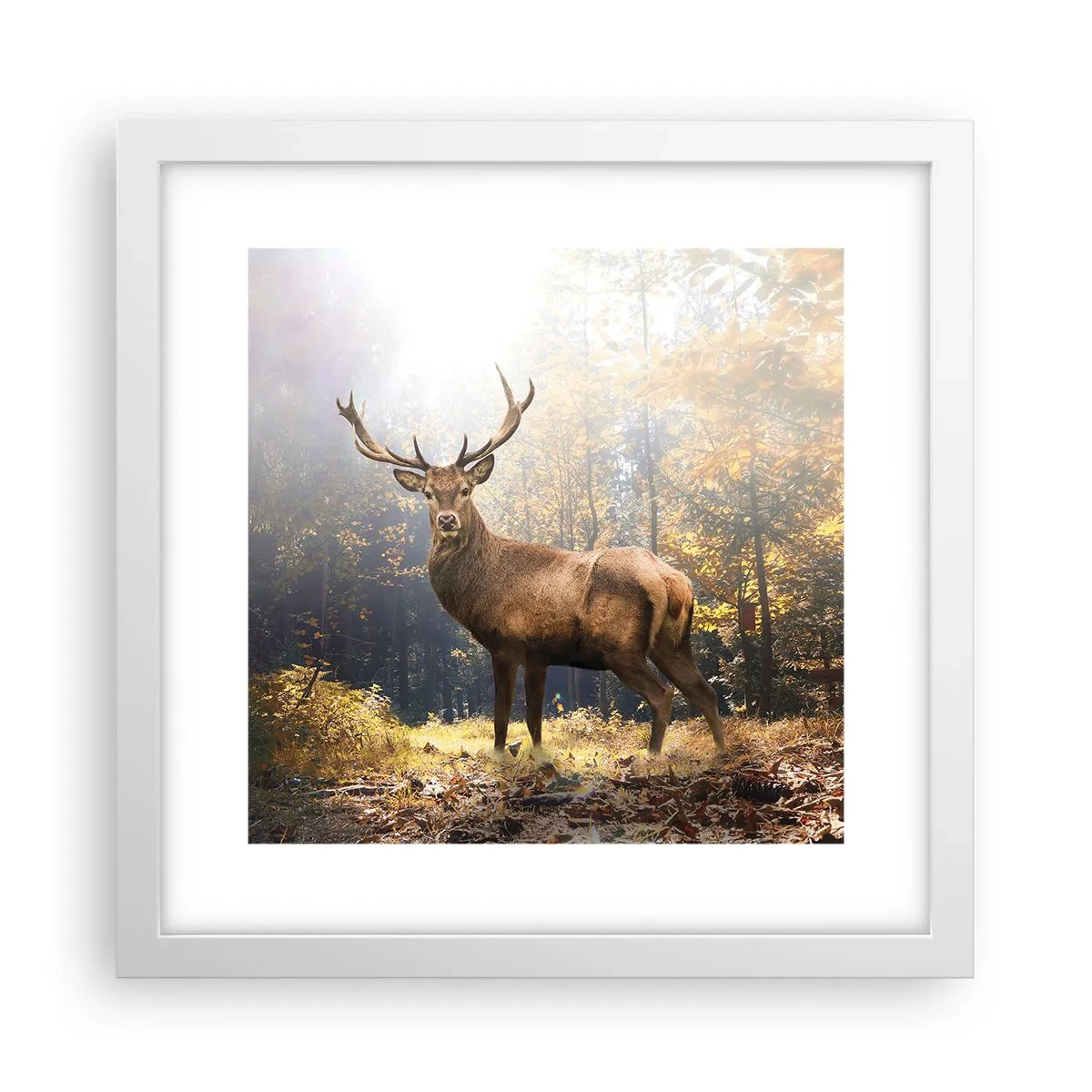 Plakat w białej ramie - W pełnym majestacie - 30x30 cm