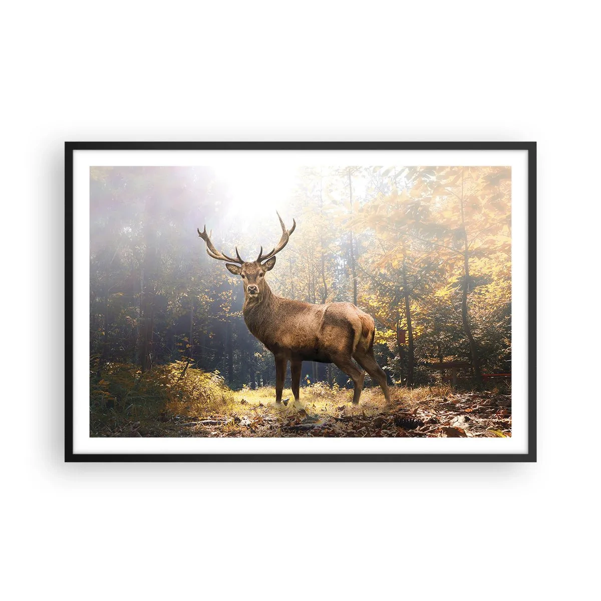 Plakat w czarnej ramie - W pełnym majestacie - 91x61 cm