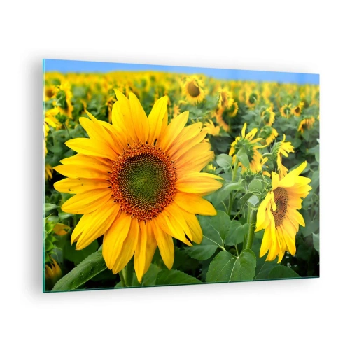Obraz na szkle - Pole słoneczników w pełnym rozkwicie pod błękitnym niebem - 70x50cm - Rozgorzały setki słońc - Nowoczesna dekoracja ścienna do salonu i sypialni ARTTOR