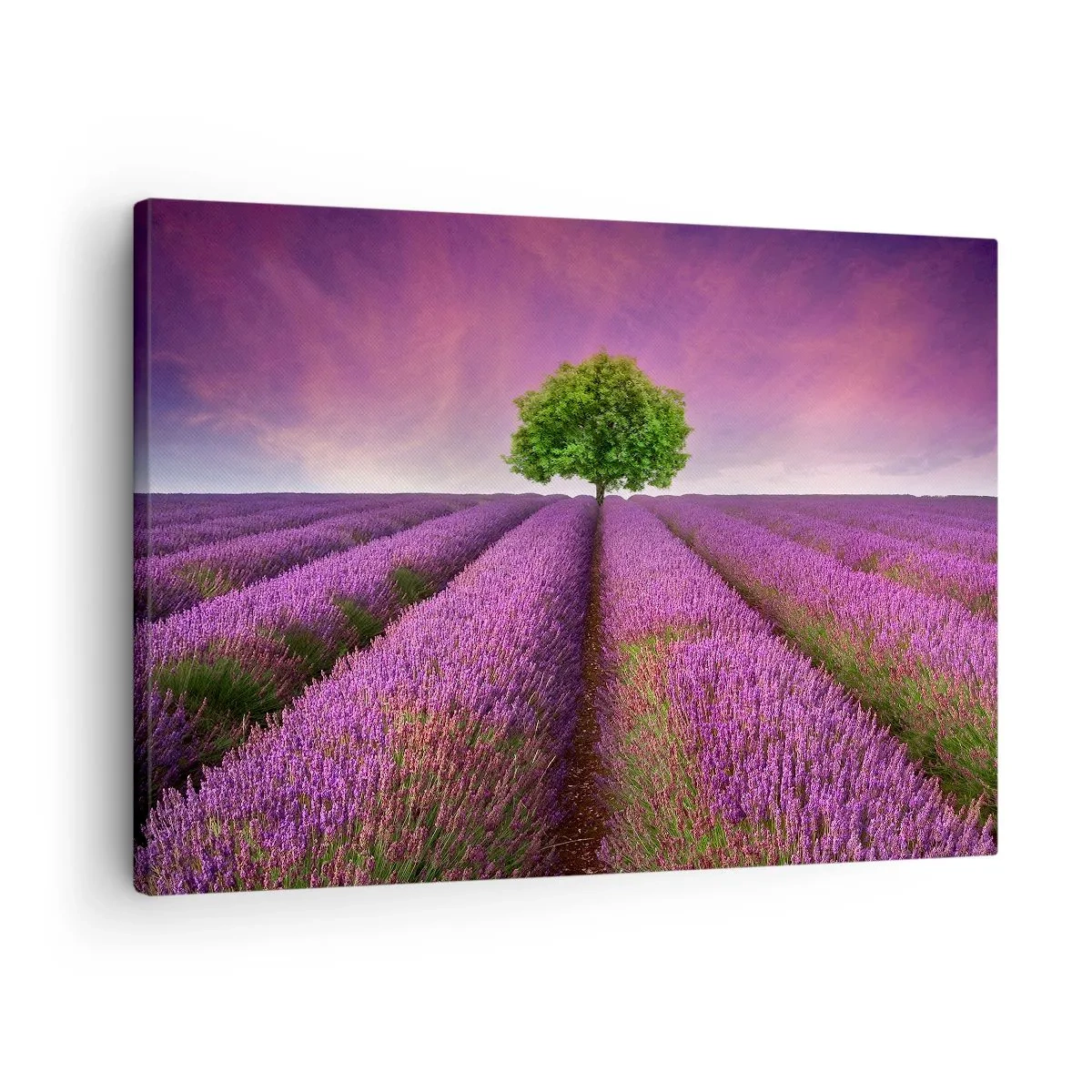 Obraz na płótnie - Pole lawendy z samotnym drzewem i fioletowym niebem - 70x50cm - Na lawendowych polach - Nowoczesna dekoracja ścienna do salonu i sypialni ARTTOR