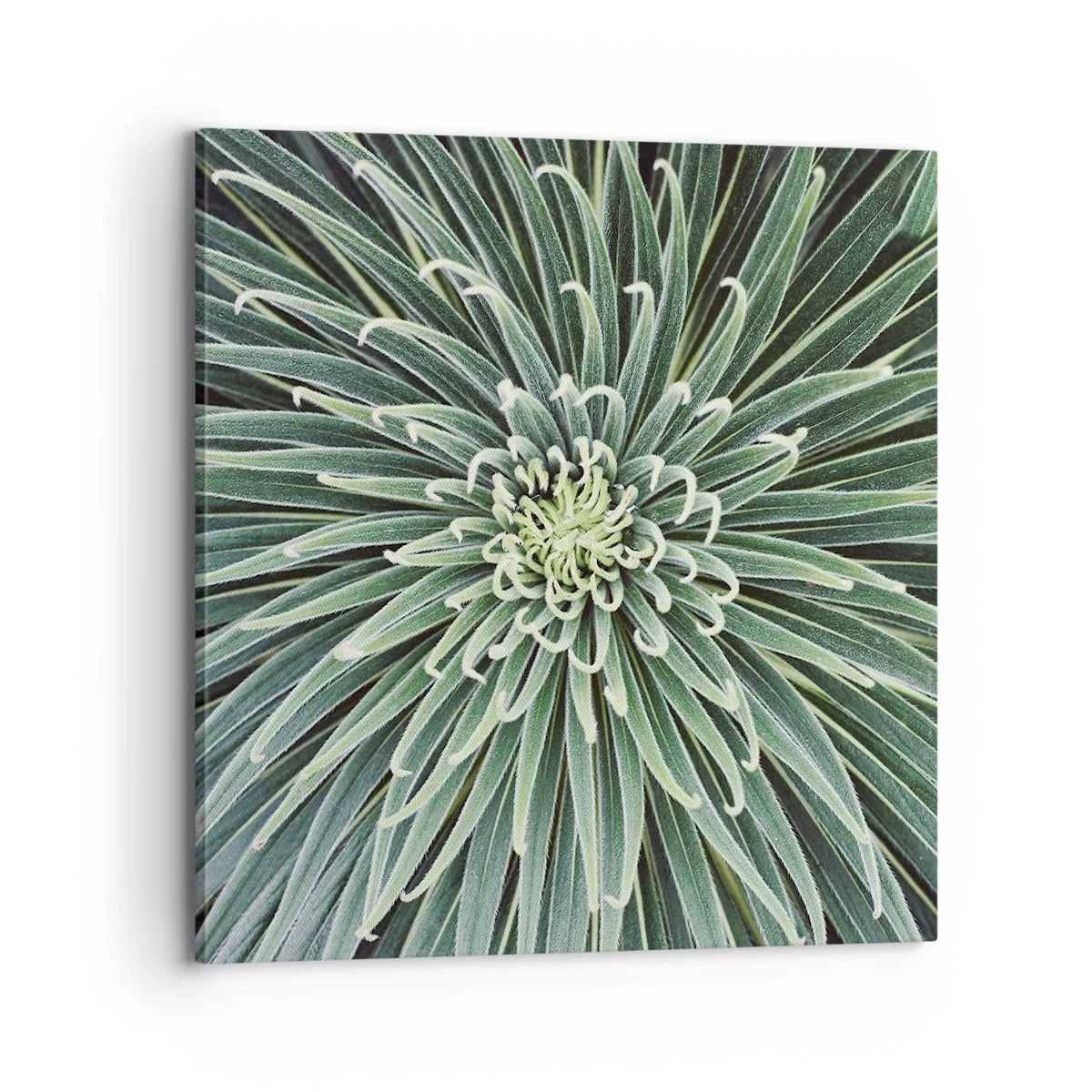 Obraz na płótnie - Narodziny gwiazdy - 70x70 cm