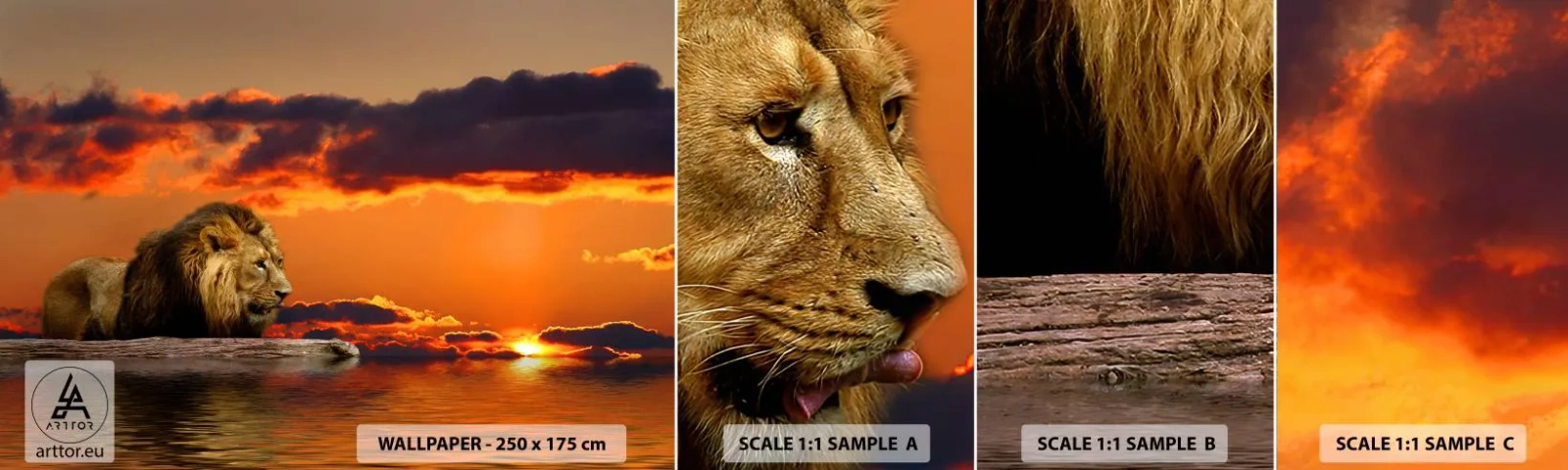 Fototapeta Próbka Standard Eco - Król natury - Lew, Zachód Słońca, Zwierzęta - 100x30 cm