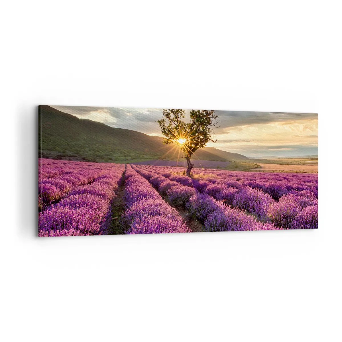 Obraz na płótnie - Pole lawendy z samotnym drzewem o zachodzie słońca - 120x50cm - Aromat w kolorze lila - Nowoczesna dekoracja ścienna do salonu i sypialni ARTTOR