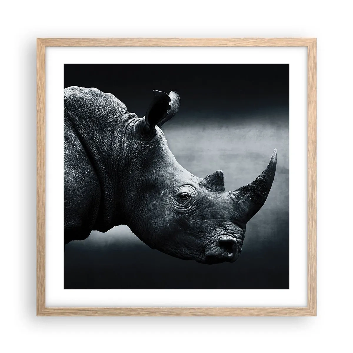 Plakat w ramie jasny dąb - Prawy profil - 50x50 cm