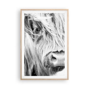Plakat w ramie jasny dąb - Szkocka dzikość - 61x91 cm