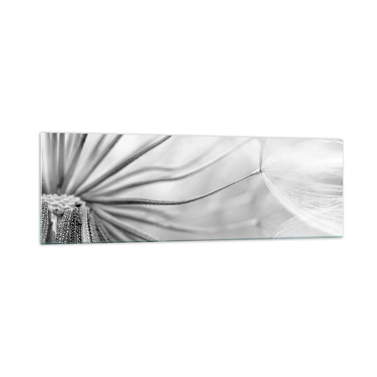 Obraz na szkle - Delikatne dmuchawce w czarno-białej tonacji - 160x50cm - Dmuchawce, latawce - Nowoczesna dekoracja ścienna do salonu i sypialni ARTTOR